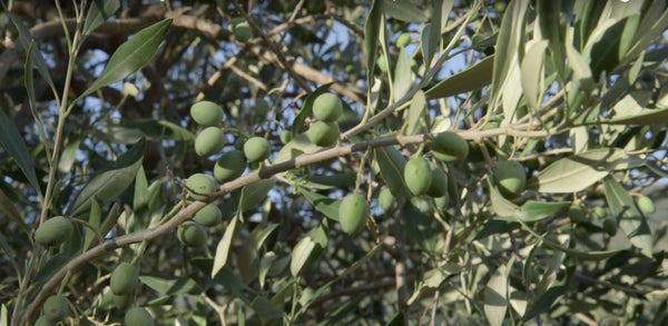 Video: Ditalia Discovers an Amazing Sicilian Olive Oil