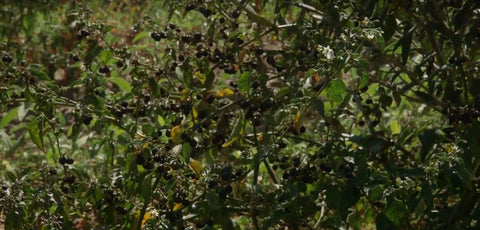 Video: Vince visits an Ancient Grains Producer in Sicily