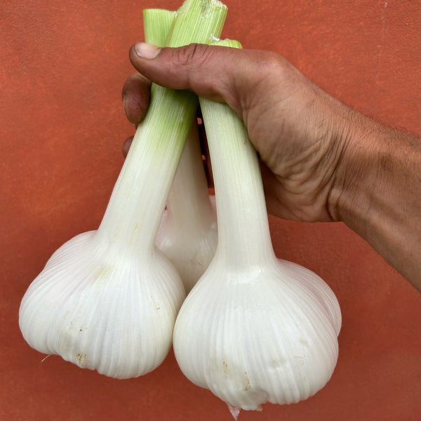 Aglione Garlic Sea Salt Flakes - 2.12 oz